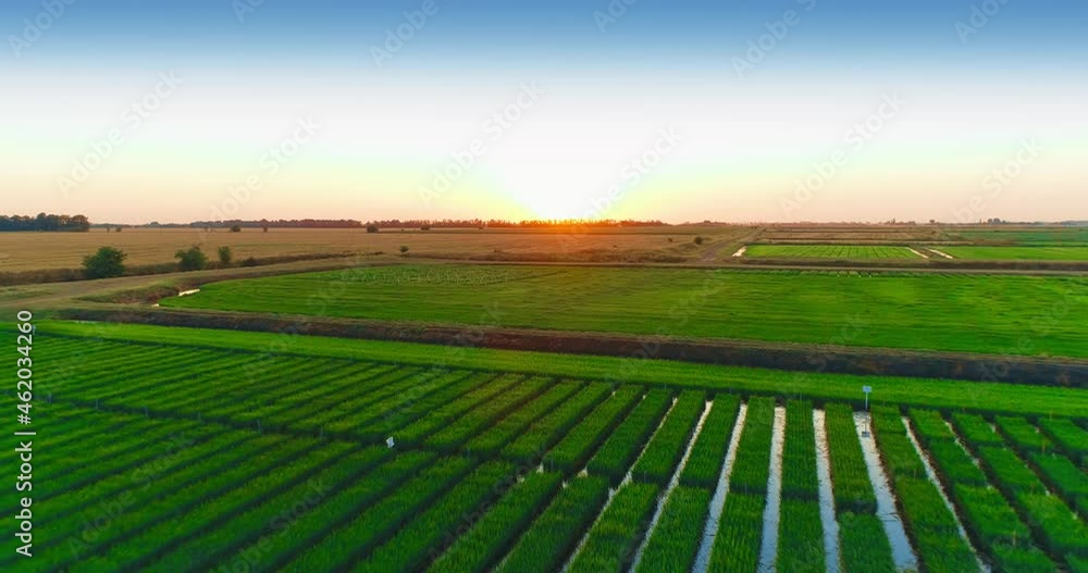 Mesmerizing Aerial Shooting Of Rice Fields Mesmerizing Aerial Shooting Of Rice Fields