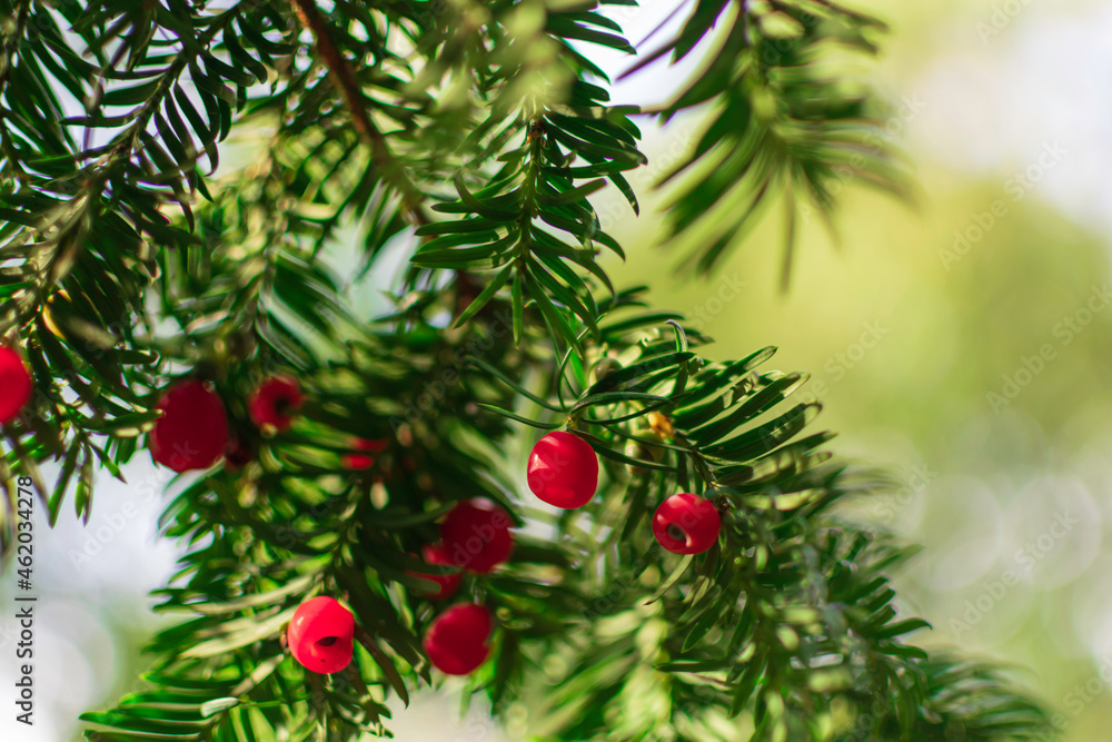 christmas tree with berries