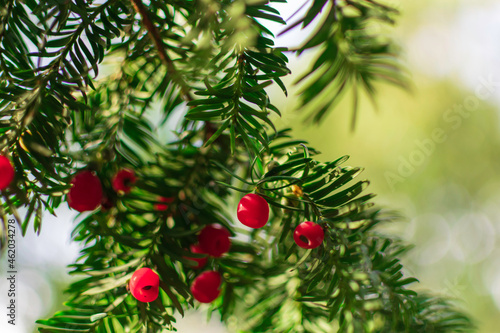 christmas tree with berries