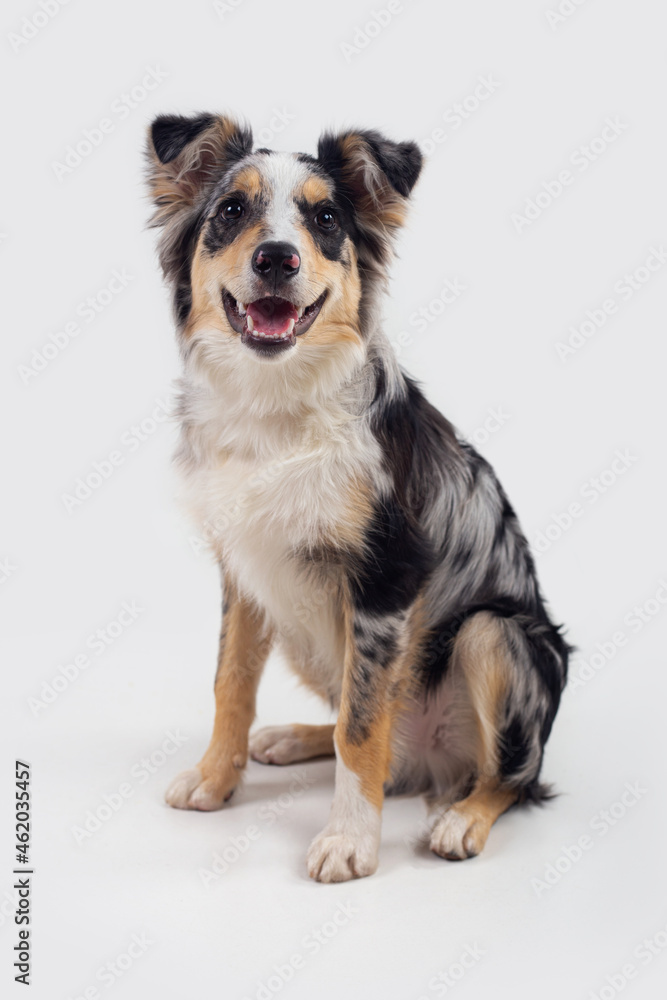 Happy border collie dog sitting isolated Happy border collie dog sitting isolated