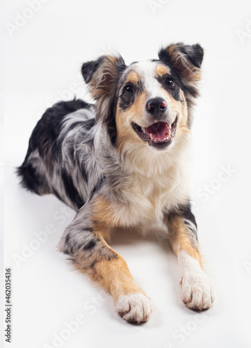 Happy border collie dog lying on white background