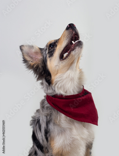 Border collie dog looking up wearing handkerchief isolated