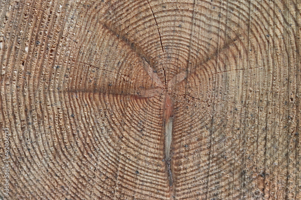 Naklejka premium holzstamm holzscheibe abdruck