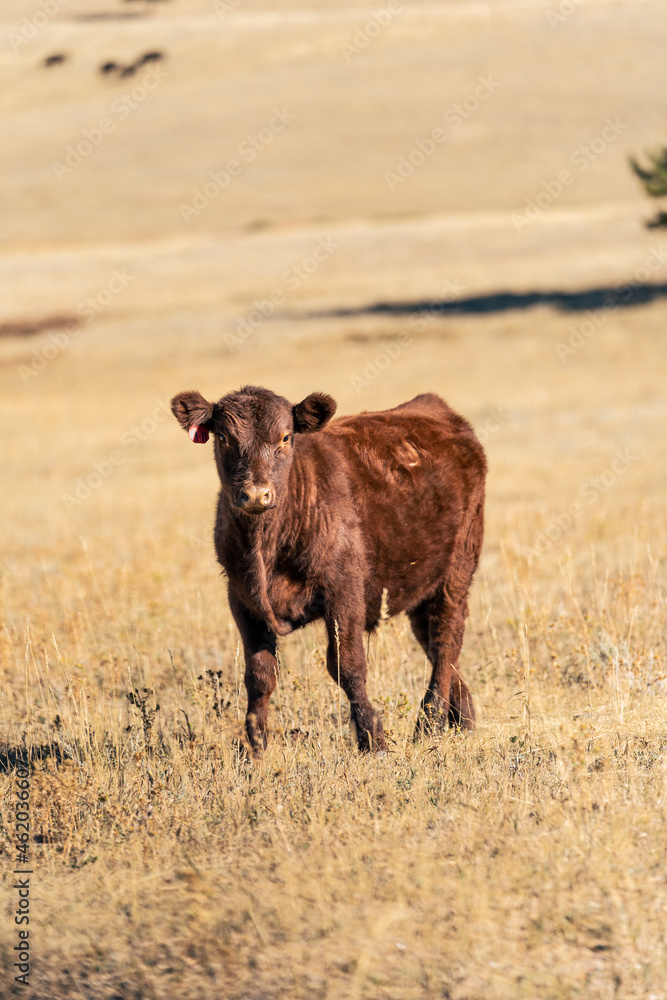 Red Angus Heifer in Golden Field of Wyoming Great Plains Red Angus Heifer in Golden Field of Wyoming Great Plains