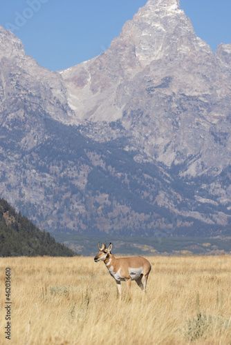 Pronghorn Antelope Buck in the Tetons of Wyoming in Autumn