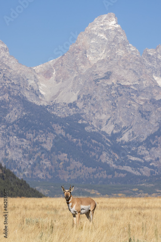 Pronghorn Antelope Buck in the Tetons of Wyoming in Autumn