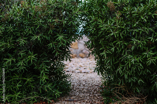 Narrow walkway between the podocarpus shrubs photo