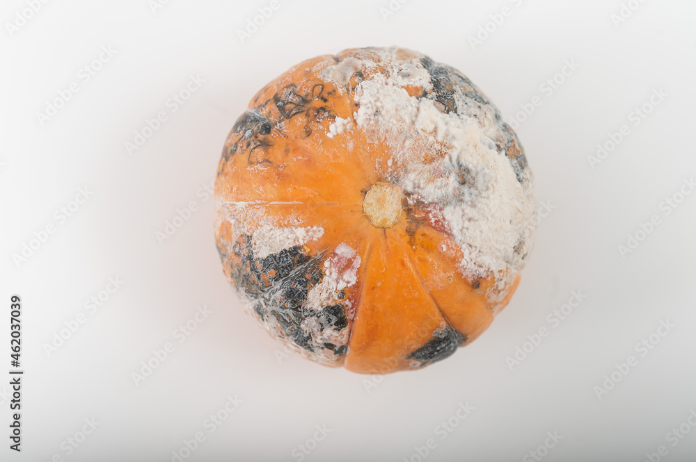 Spoiled pumpkin in mold on white background. Spoiled pumpkin in mold on white background.