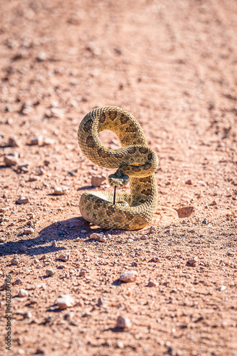 Western Diamondback Rattlesnake on Dirt Road Coiled and Ready to Strike Aggressive Forked Tongue