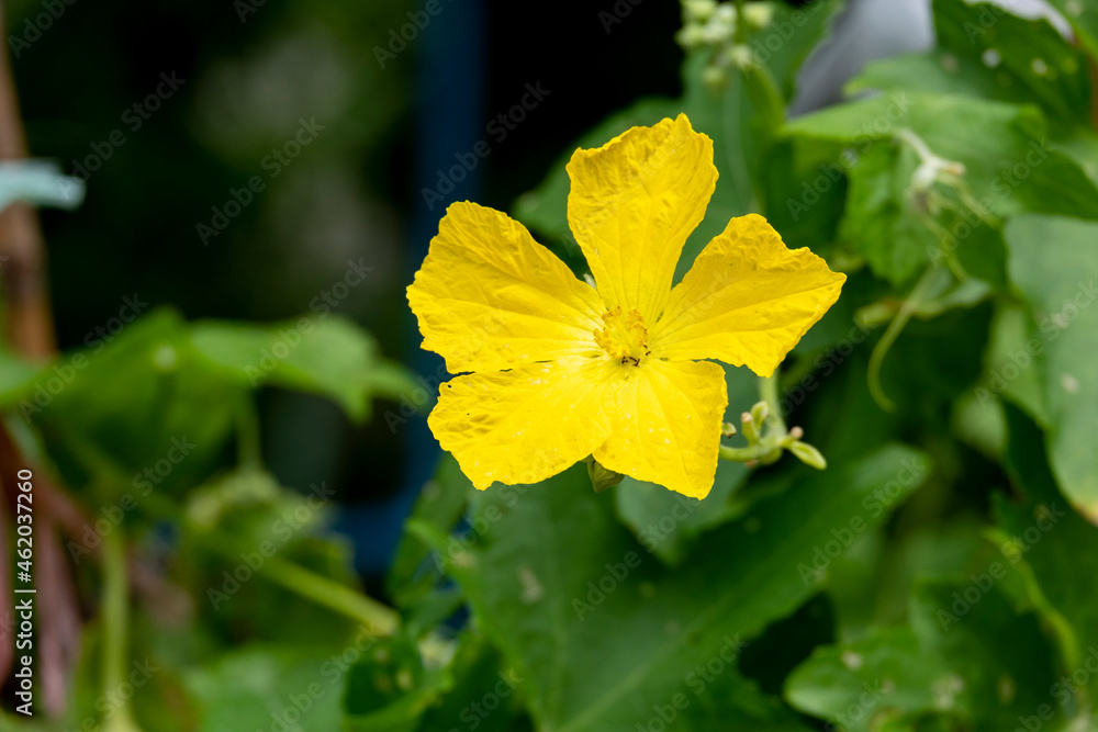 beauty yellow flower blooming star shape cucumber organic healthy vegetable in botany garden with copy space. beauty yellow flower blooming star shape cucumber organic healthy vegetable in botany garden with copy space.