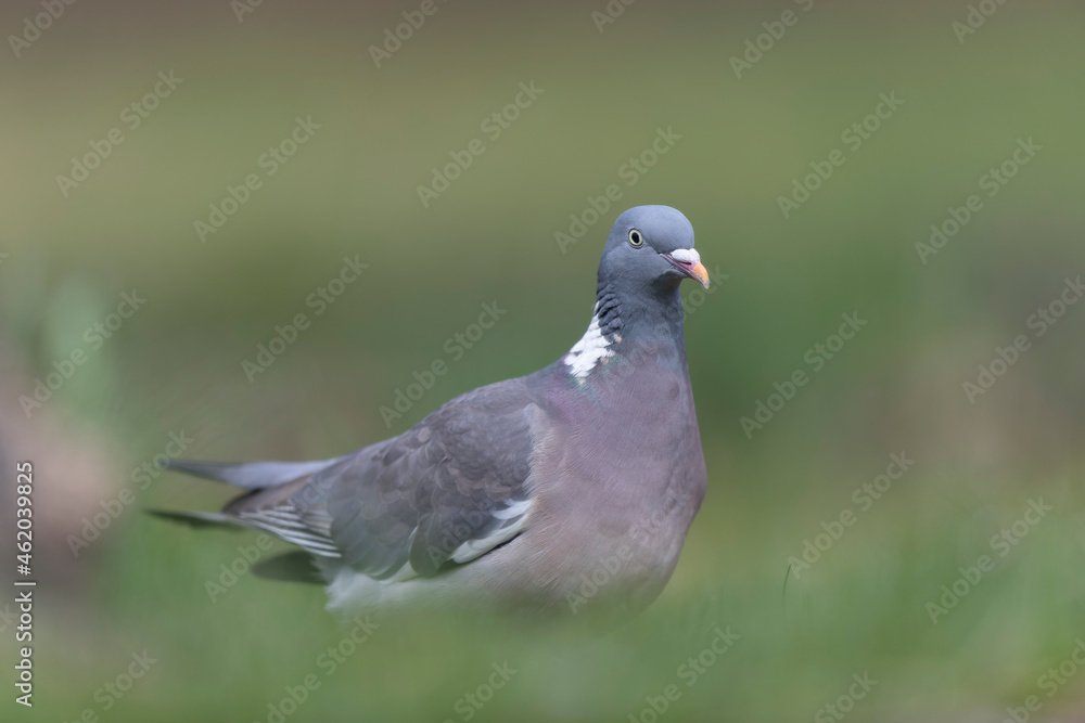 Wood pigeon Columba palumbus in close view perched oder on ground Wood pigeon Columba palumbus in close view perched oder on ground