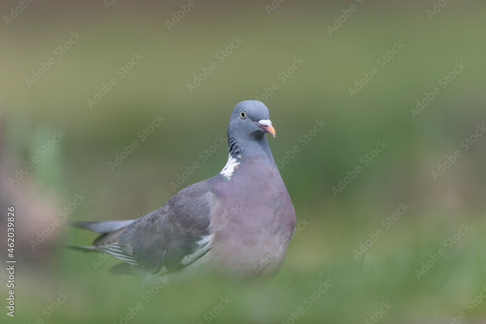 Wood pigeon Columba palumbus in close view perched oder on ground Wood pigeon Columba palumbus in close view perched oder on ground