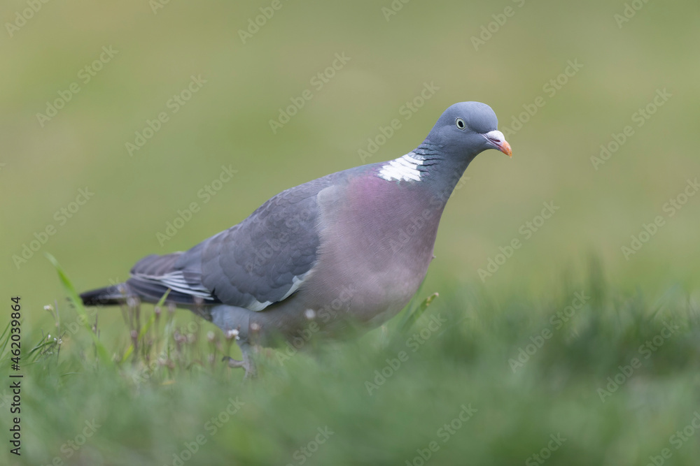 Wood pigeon Columba palumbus in close view perched oder on ground Wood pigeon Columba palumbus in close view perched oder on ground