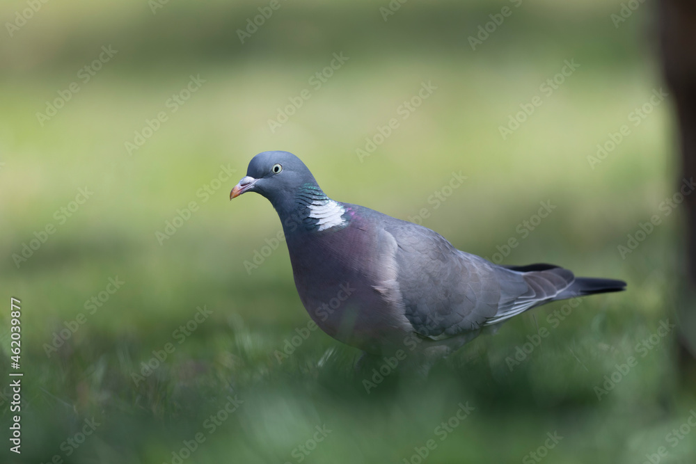 Wood pigeon Columba palumbus in close view perched oder on ground Wood pigeon Columba palumbus in close view perched oder on ground