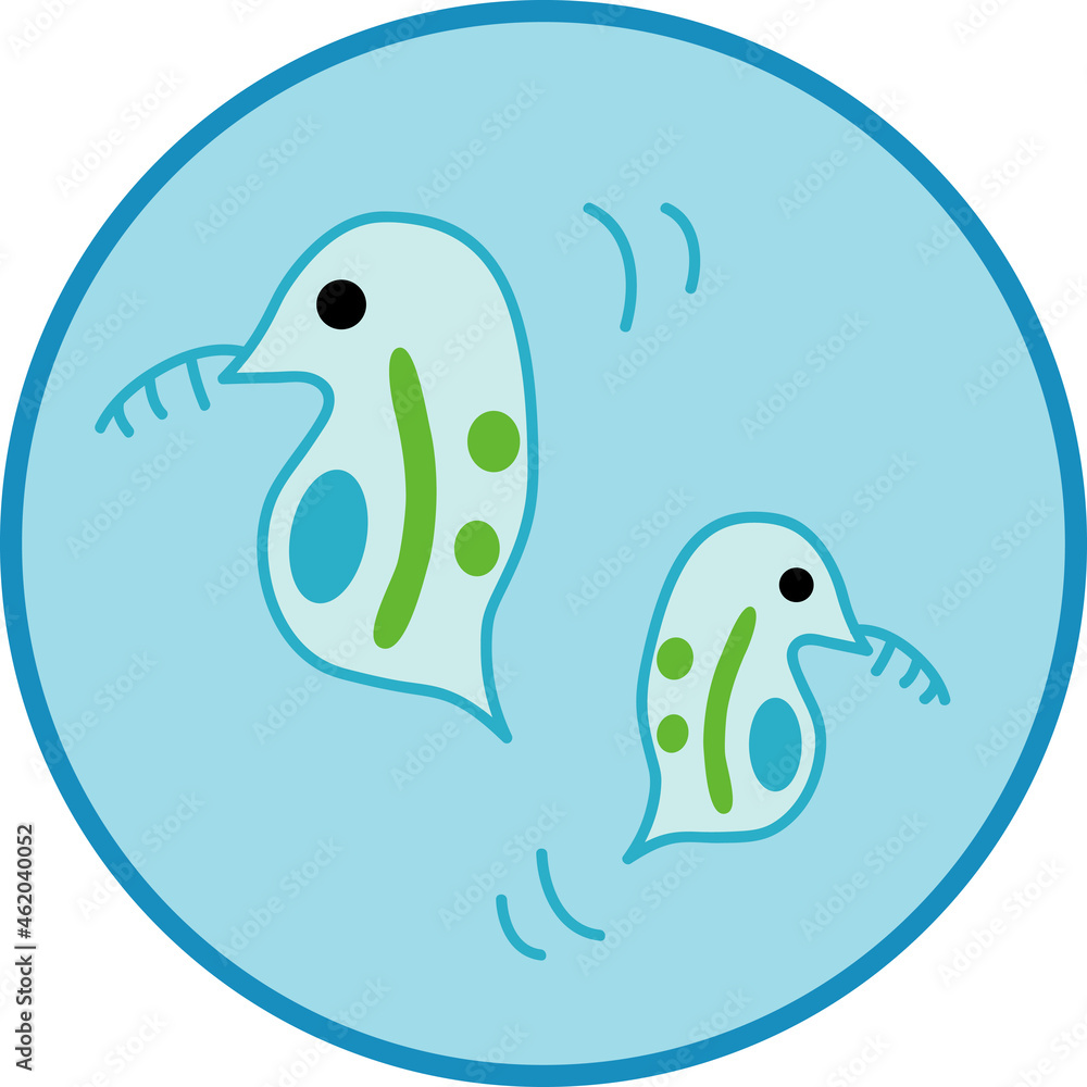 Fototapeta premium 顕微鏡で見たミジンコ