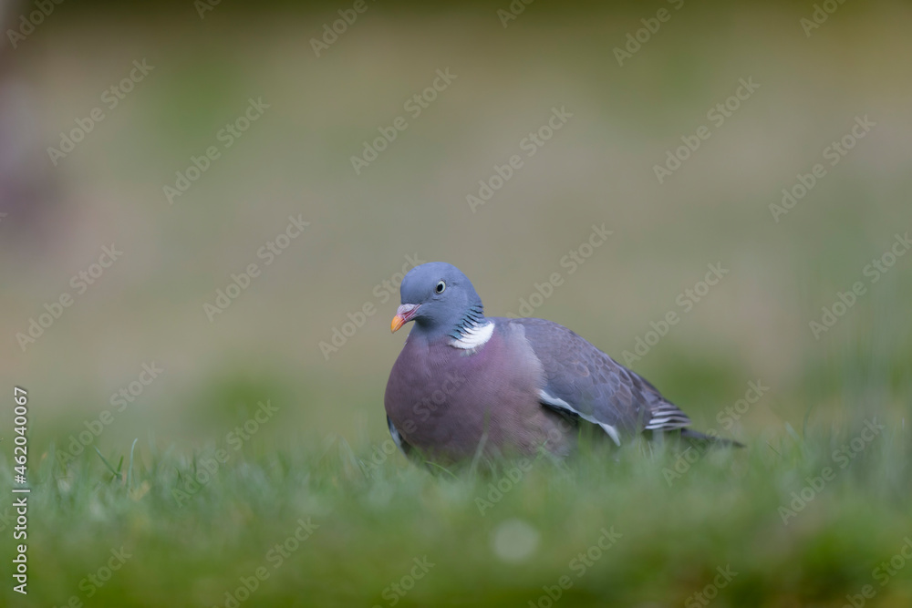 Wood pigeon Columba palumbus in close view perched oder on ground Wood pigeon Columba palumbus in close view perched oder on ground