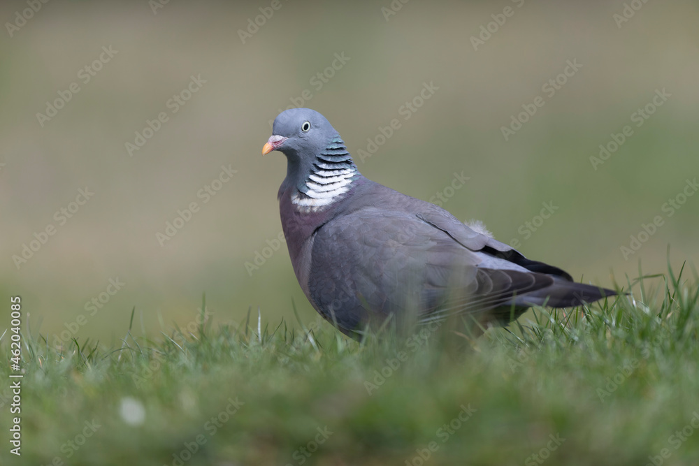 Wood pigeon Columba palumbus in close view perched oder on ground Wood pigeon Columba palumbus in close view perched oder on ground