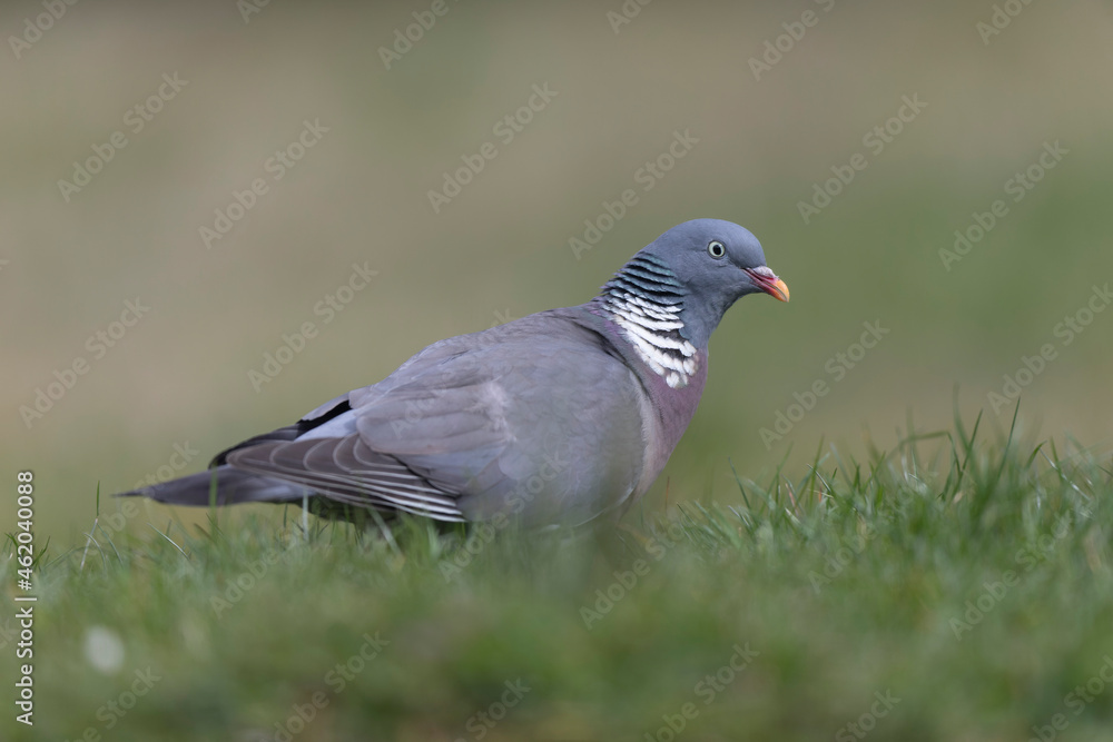 Wood pigeon Columba palumbus in close view perched oder on ground Wood pigeon Columba palumbus in close view perched oder on ground