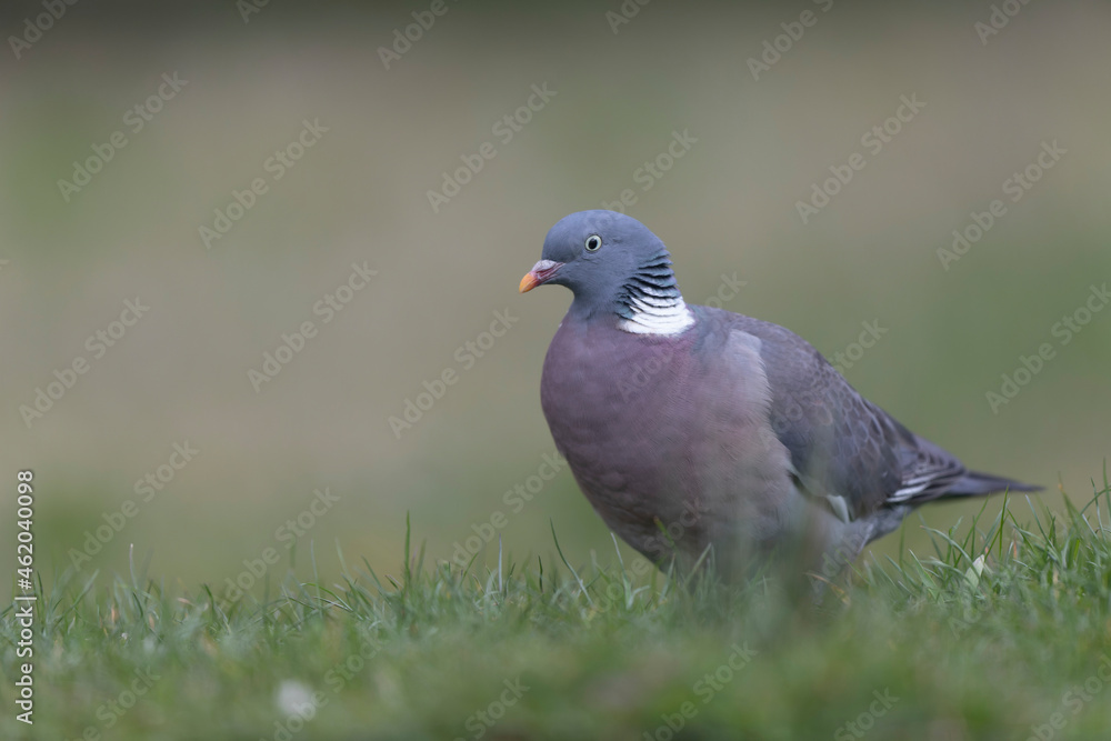 Wood pigeon Columba palumbus in close view perched oder on ground Wood pigeon Columba palumbus in close view perched oder on ground