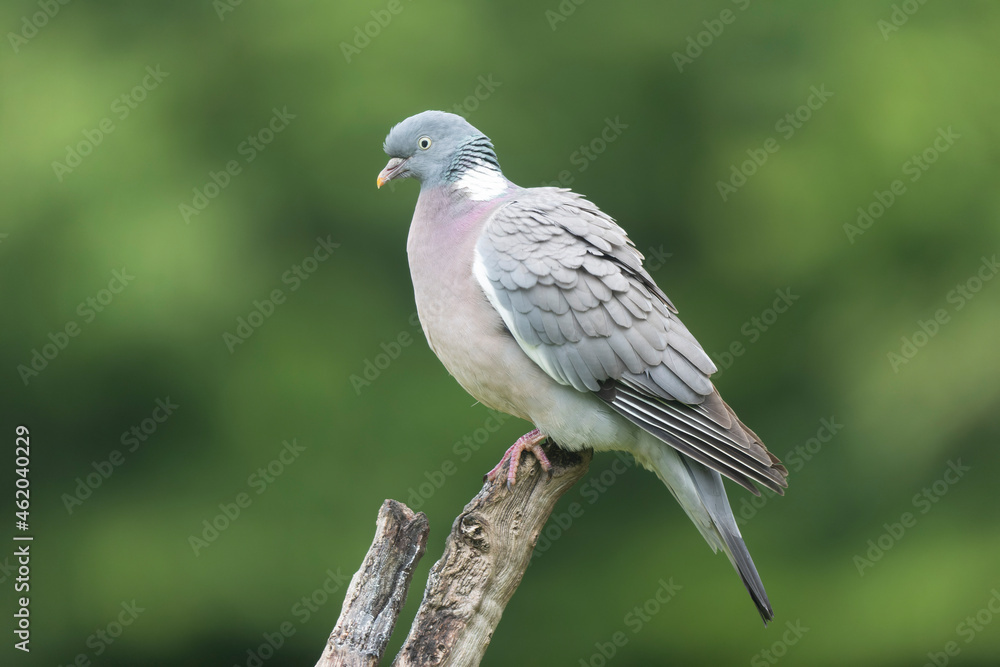Wood pigeon Columba palumbus in close view perched oder on ground Wood pigeon Columba palumbus in close view perched oder on ground
