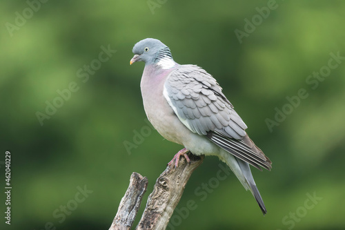 Wood pigeon Columba palumbus in close view perched oder on ground