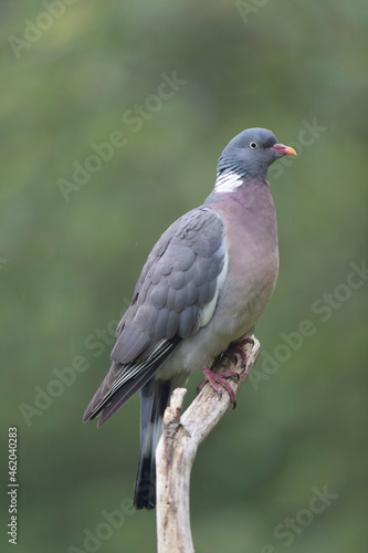 Wood pigeon Columba palumbus in close view perched oder on ground