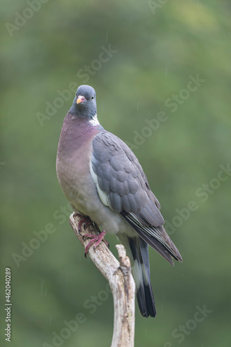 Wood pigeon Columba palumbus in close view perched oder on ground