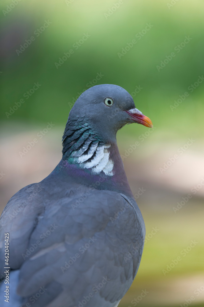 Wood pigeon Columba palumbus in close view perched oder on ground Wood pigeon Columba palumbus in close view perched oder on ground