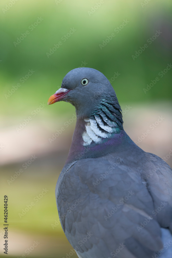 Wood pigeon Columba palumbus in close view perched oder on ground Wood pigeon Columba palumbus in close view perched oder on ground