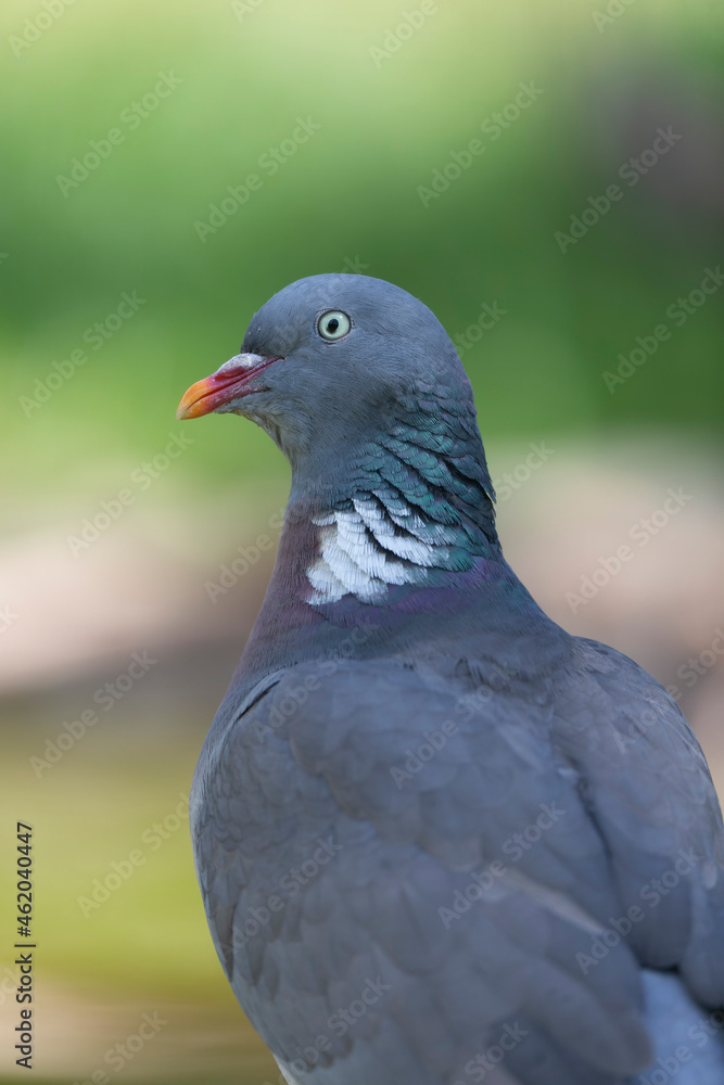 Wood pigeon Columba palumbus in close view perched oder on ground Wood pigeon Columba palumbus in close view perched oder on ground