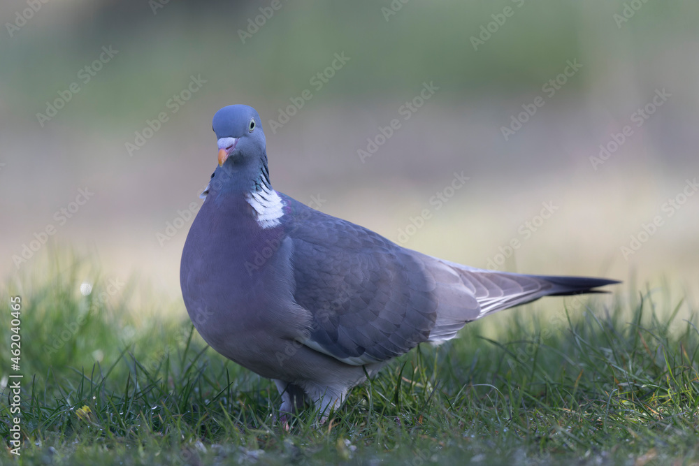 Wood pigeon Columba palumbus in close view perched oder on ground Wood pigeon Columba palumbus in close view perched oder on ground