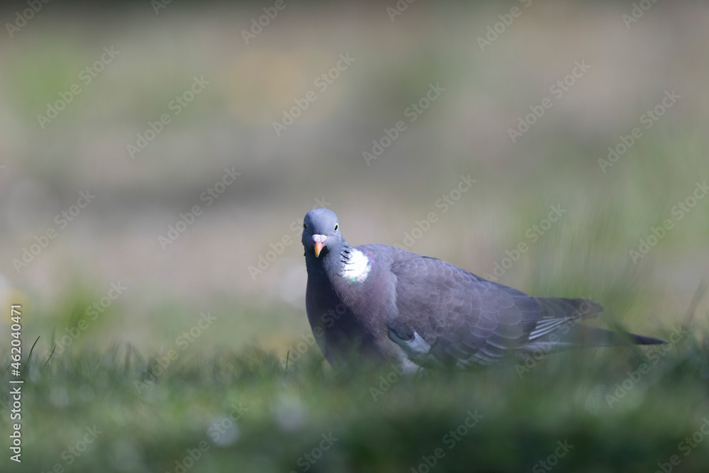Wood pigeon Columba palumbus in close view perched oder on ground Wood pigeon Columba palumbus in close view perched oder on ground