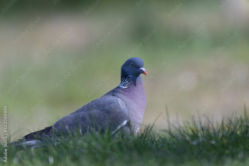 Wood pigeon Columba palumbus in close view perched oder on ground Wood pigeon Columba palumbus in close view perched oder on ground