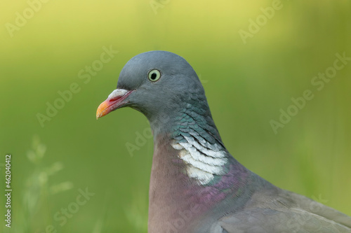 Wood pigeon Columba palumbus in close view perched oder on ground