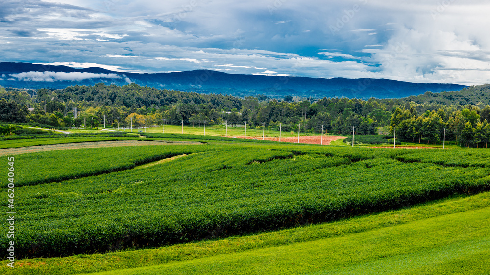 Panoramic natural background of tea plantations,green leaves and the leaves can be extracted as products for later sale,large plantations can be seen in northern Thailand such as Chiang Mai,Chiagrai