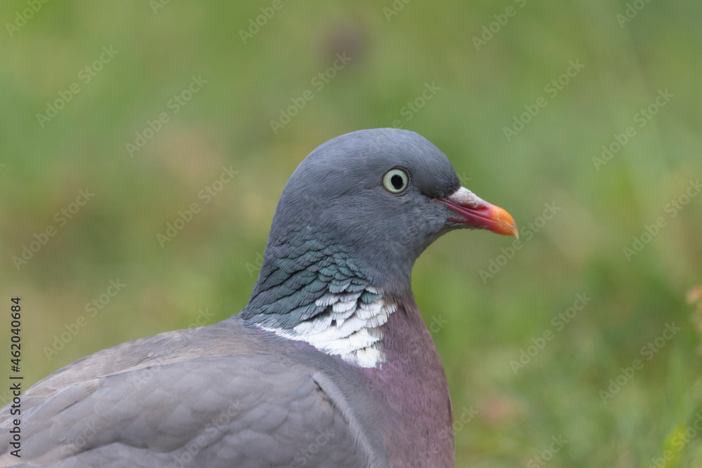 Wood pigeon Columba palumbus in close view perched oder on ground Wood pigeon Columba palumbus in close view perched oder on ground