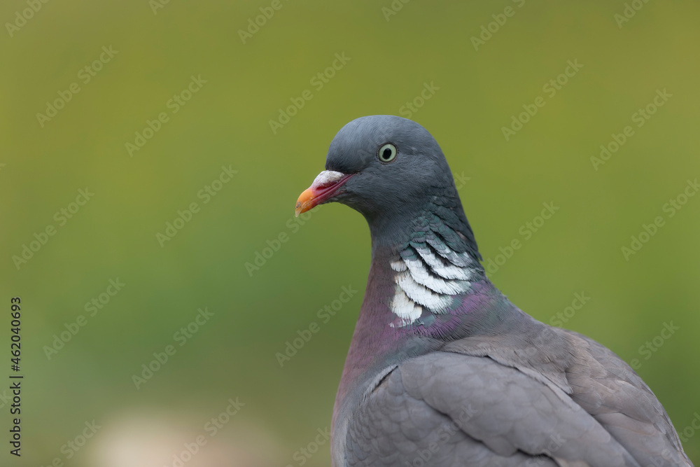 Wood pigeon Columba palumbus in close view perched oder on ground Wood pigeon Columba palumbus in close view perched oder on ground