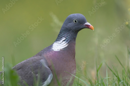 Wood pigeon Columba palumbus in close view perched oder on ground