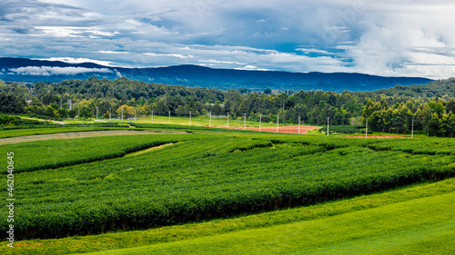 Panoramic natural background of tea plantations,green leaves and the leaves can be extracted as products for later sale,large plantations can be seen in northern Thailand such as Chiang Mai,Chiagrai © bangprik