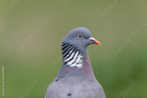 Wood pigeon Columba palumbus in close view perched oder on ground © denis