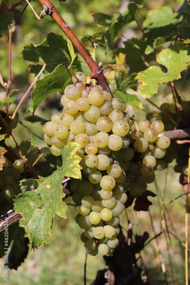Weintrauben weiß reif erntereif Trauben am Rebstock im Weinberg Herbst Weißwein Weinlese