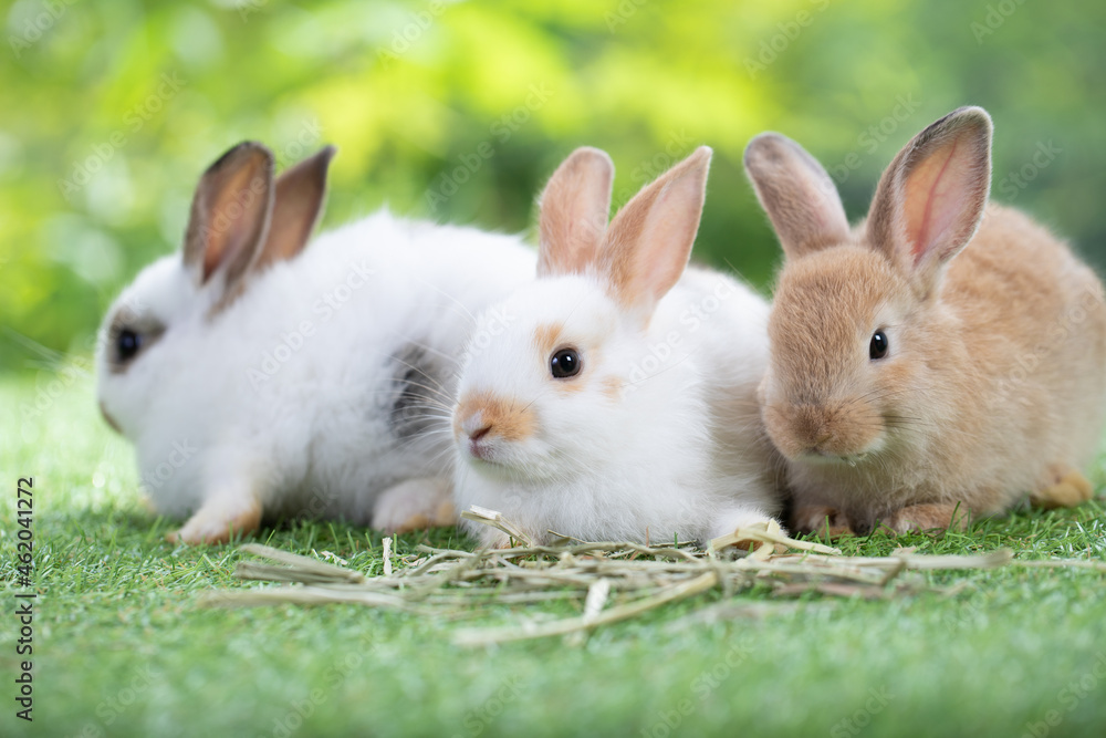 Group of adorable bunny sitting on green grass, waiting for feeding food in the garden. Cute animal and pet. Group of adorable bunny sitting on green grass, waiting for feeding food in the garden. Cute animal and pet.