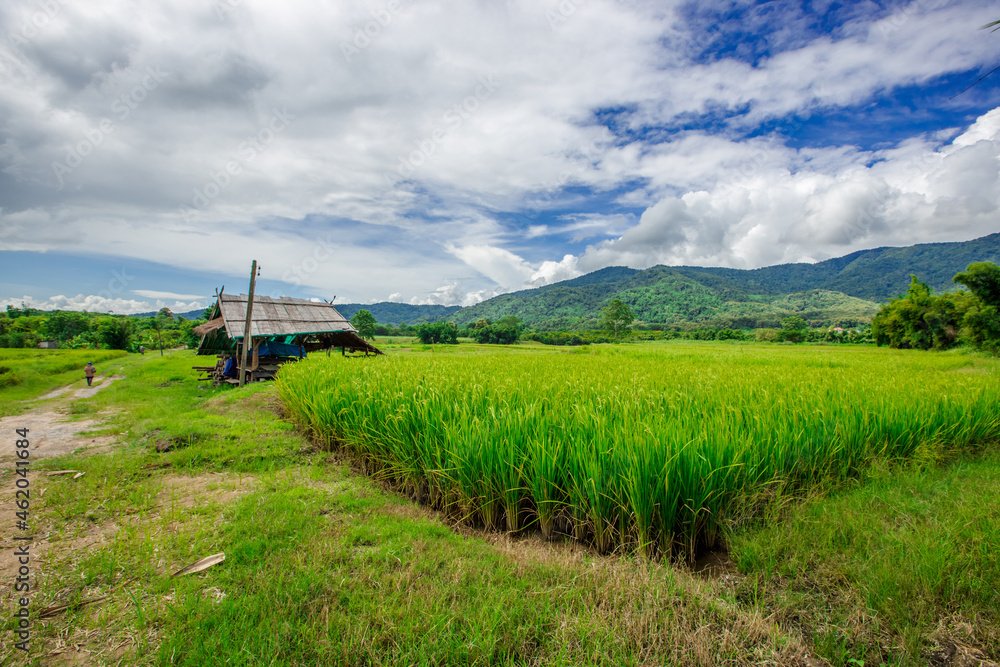 The close background of the green rice fields, the seedlings that are growing, are seen in rural areas as the main occupation of rice farmers who grow rice for sale or living. The close background of the green rice fields, the seedlings that are growing, are seen in rural areas as the main occupation of rice farmers who grow rice for sale or living.