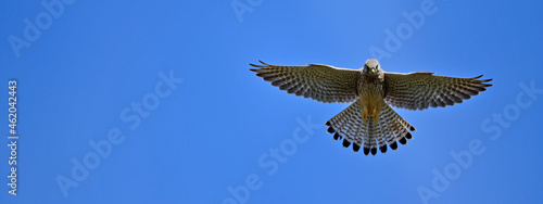 Foto Common kestrel // Turmfalke (Falco tinnunculus)
