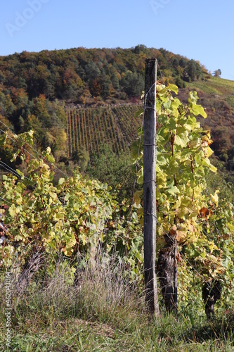 Herbst im Weinberg gelbe Blätter am Weinstock Rebstock Herbstlaub Wein