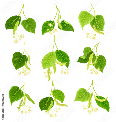 Twigs of linden with leaves and flowers set. Spring blooming Tilia Cordata tree branches vector illustration