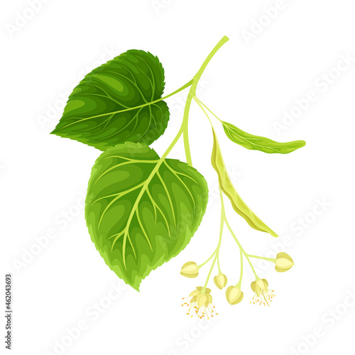 Blossoming twig of linden. Blooming Tilia Cordata tree vector illustration