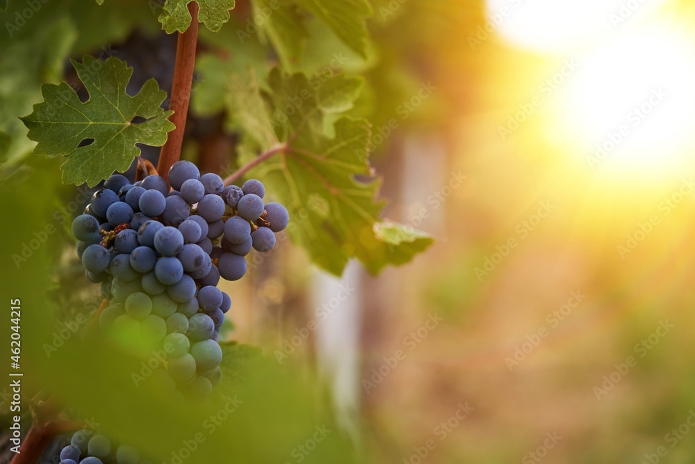 Close up image of black grapes and leaves in a vineyard. Winery background.