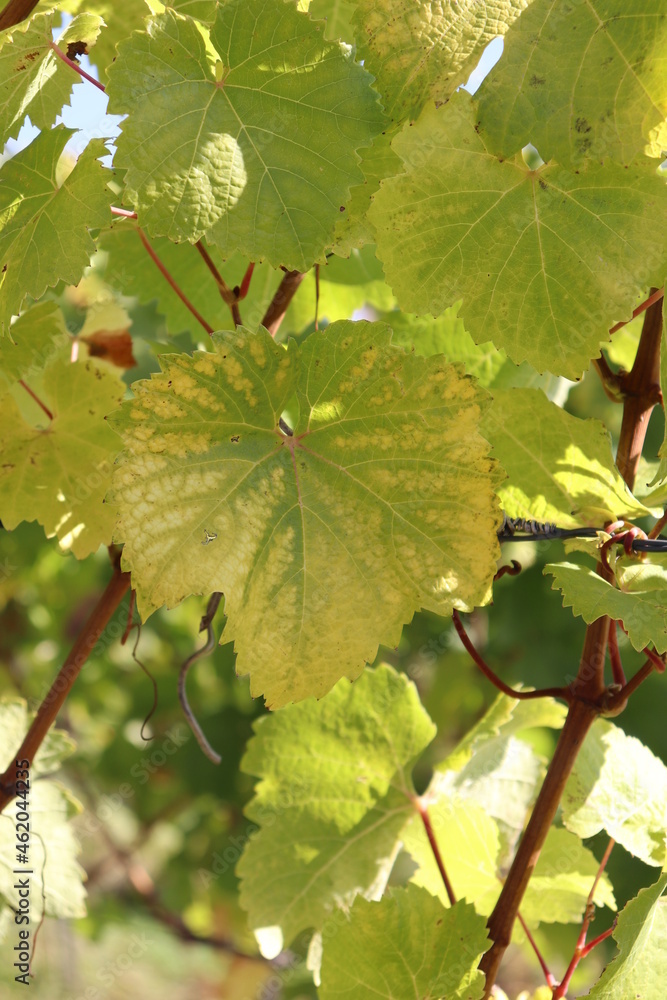 Herbst im Weinberg gelbe Blätter am Weinstock Rebstock Herbstlaub Wein Herbst im Weinberg gelbe Blätter am Weinstock Rebstock Herbstlaub Wein