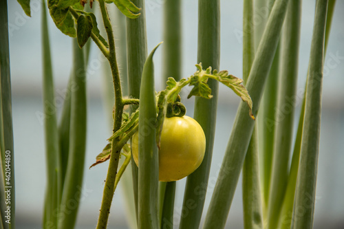 Um tomate verde se desenvolvendo entre folhas de cebolinha. photo
